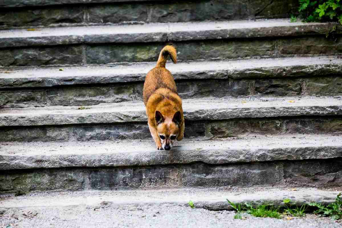 no puede bajar escaleras: como enseñarle con los movimientos correctos - Vida con Mascotas ▷➡️