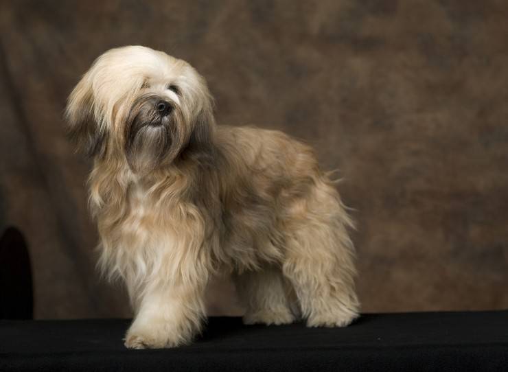 Terrier tibetano