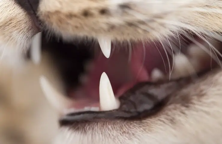 Dolor de muelas en gatos