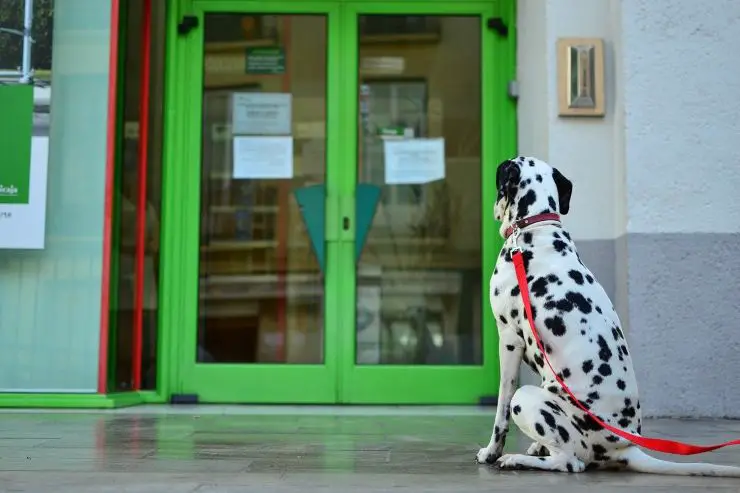 Fido