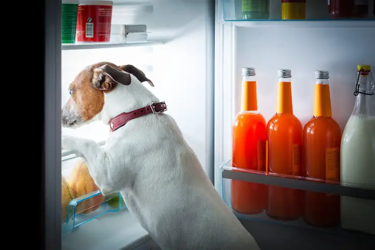 Perro con la cabeza en el frigorífico