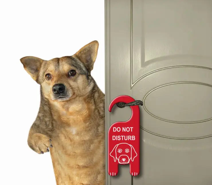 El perro abre las puertas