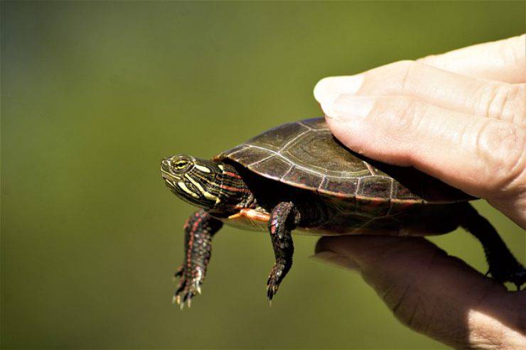 enfermedades de las tortugas después de la hibernación