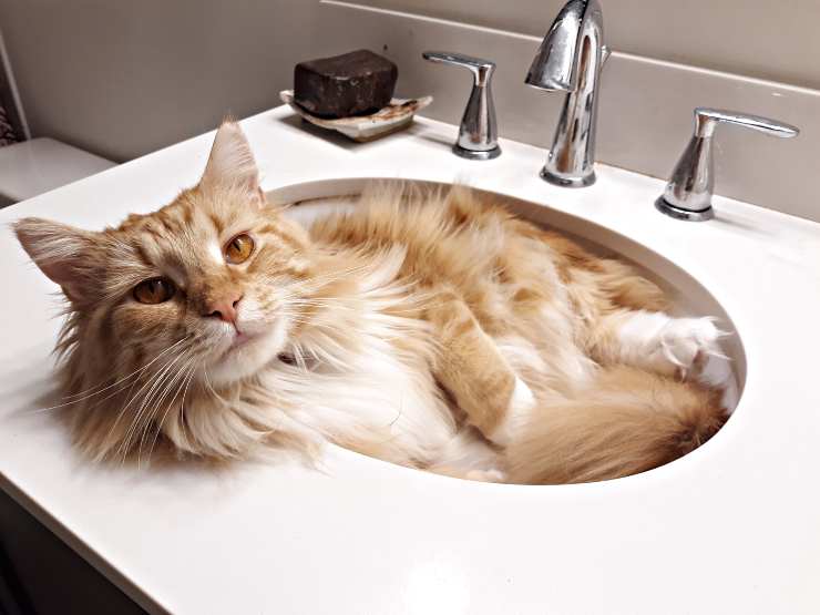 gatito