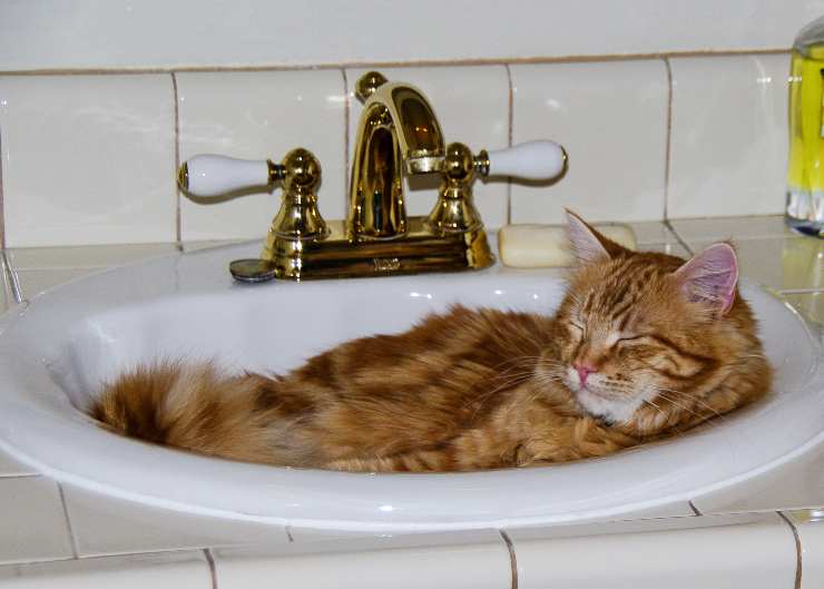gato duerme