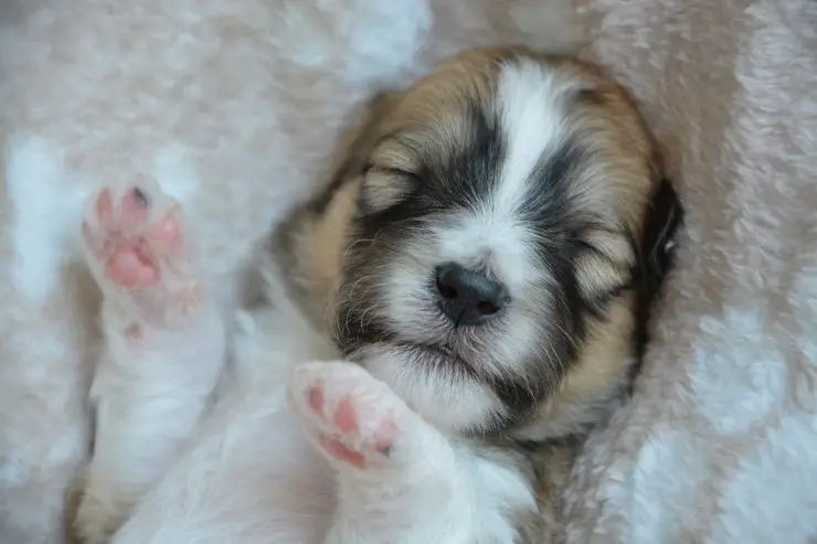 Perro durmiendo