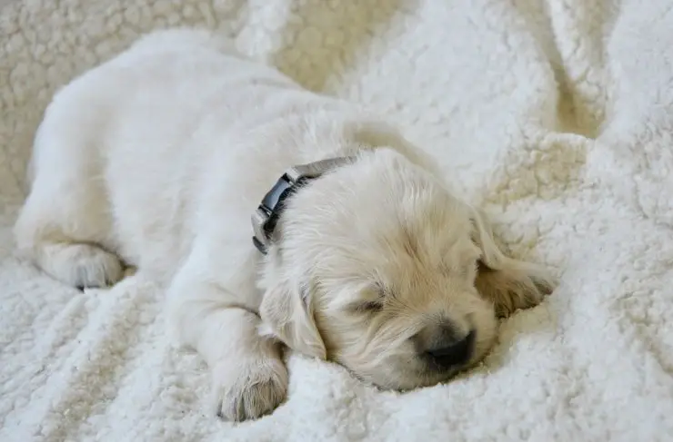 El cachorro llora mientras duerme