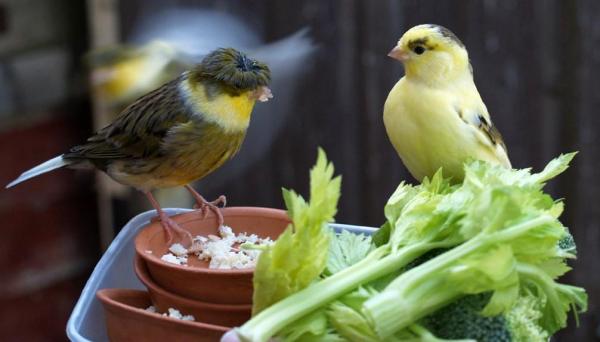 El canario no canta: Por qué y qué hacer - Qué hacer - Dieta y cuidados