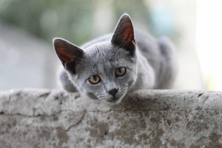 gato gris