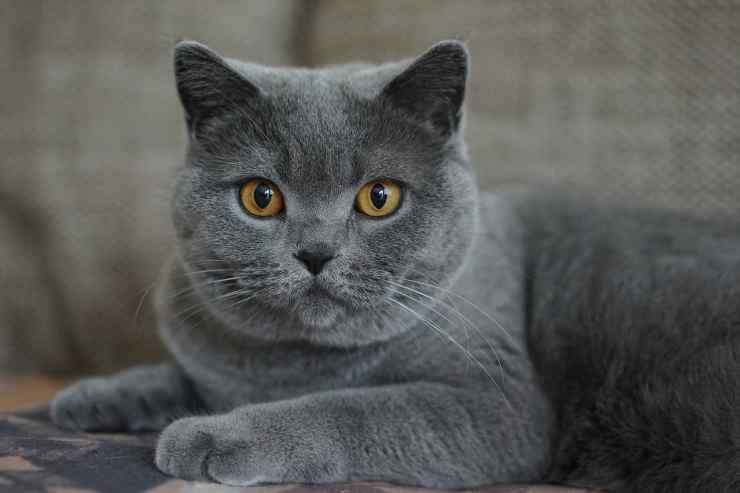 Gato gris (Foto Pixabay)
