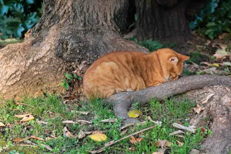 El gato no responde