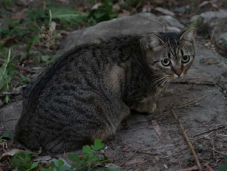 Gato gris