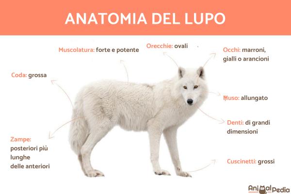 El lobo: características y curiosidades - Vida con Mascotas ️