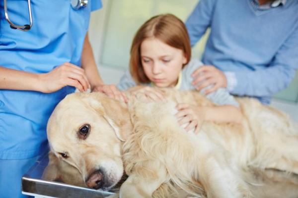 Epilepsia en perros: causas, síntomas y tratamiento - Tratamiento de la epilepsia en perros