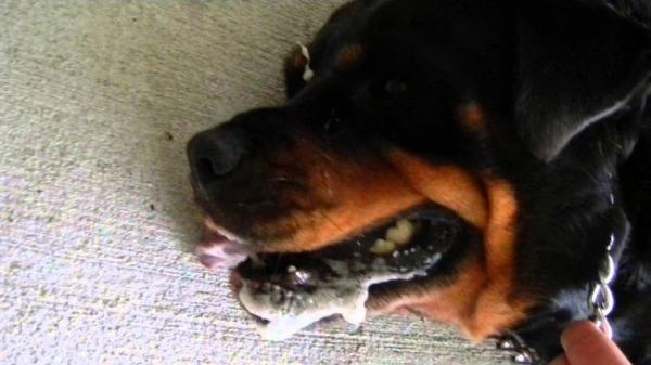 Epilepsia en perros: causas, síntomas y tratamiento - Epilepsia en perros