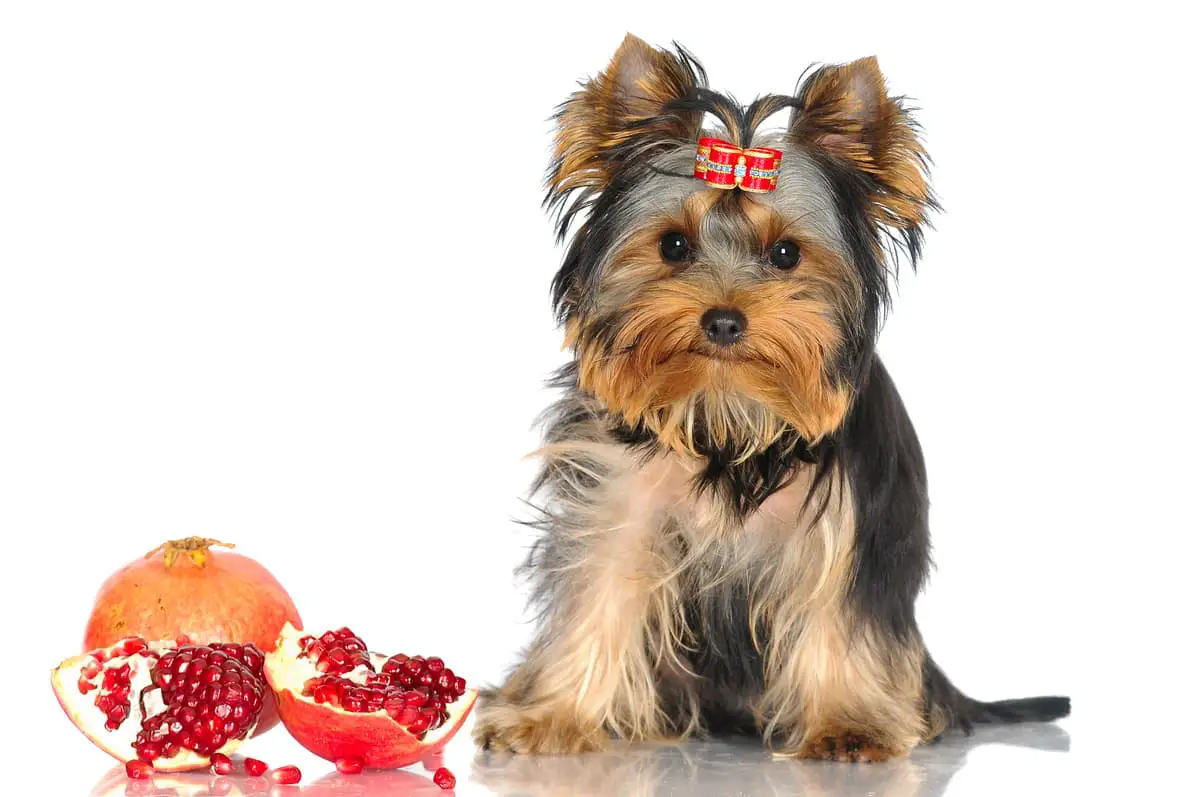 Accidental Dólar Dato Pueden los perros comer granada? Pros y contras de esta comida - Vida con  Mascotas ▷➡️