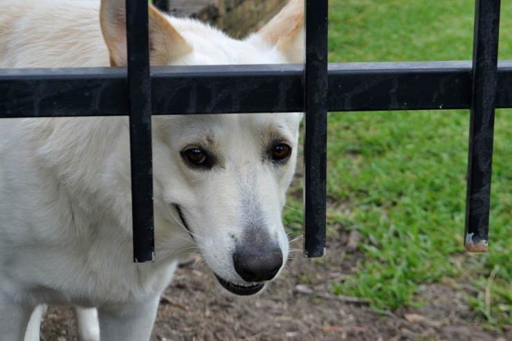 El perro esta traumatizado