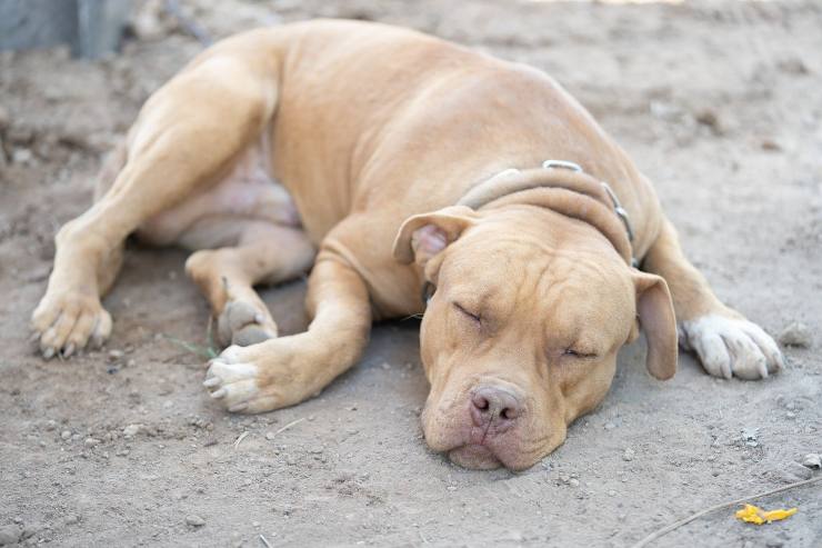 Perro durmiendo