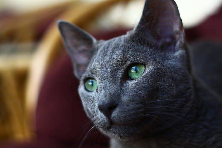 gato