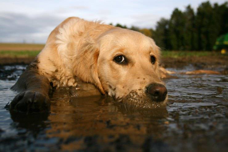 barro perro sucio