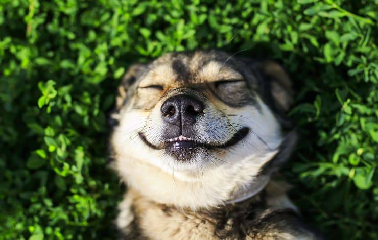 sonrisas de perro