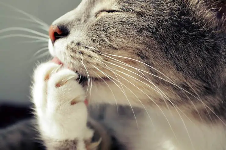 Las uñas del gato
