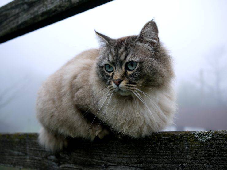 Adopta un gato persa