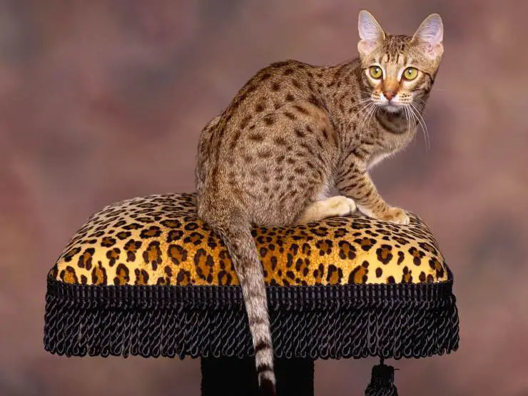 gato ocicat