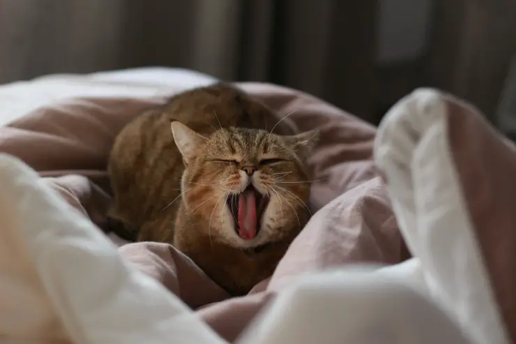 El gato bosteza