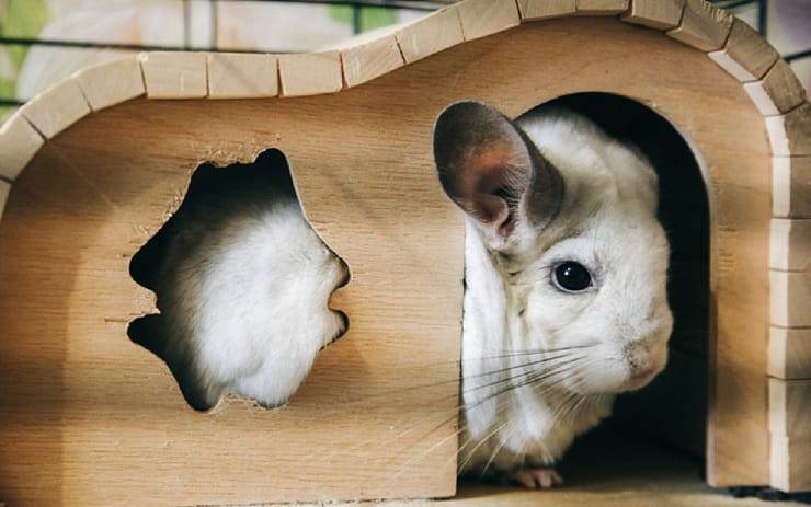 Nombres para chinchillas