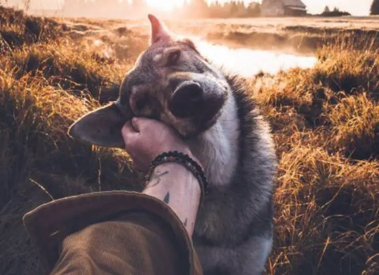 acariciando la garganta del perro
