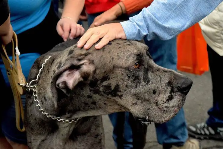 acariciando la cabeza del perro