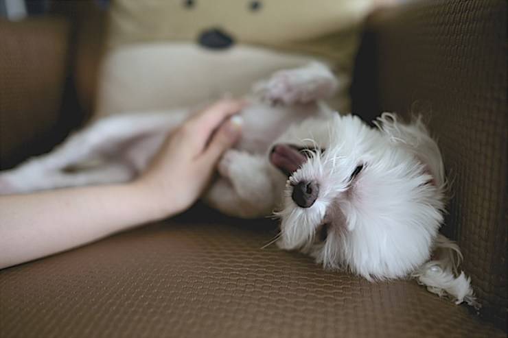 acariciando el vientre del perro