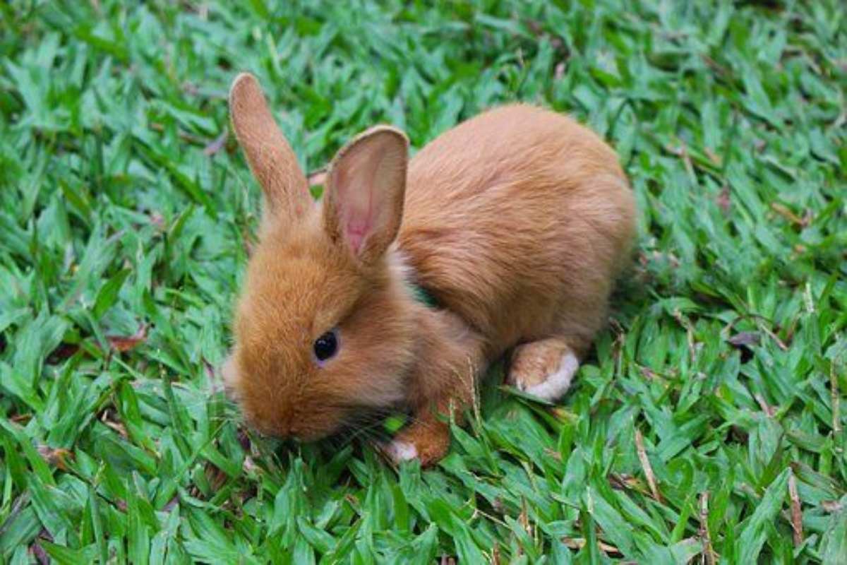 Puede el conejo comer frijoles? Riesgos y beneficios de esta leguminosa -  Vida con Mascotas ▷➡️