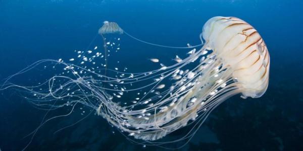 ¿Qué comen las medusas? - Alimentación de medusas