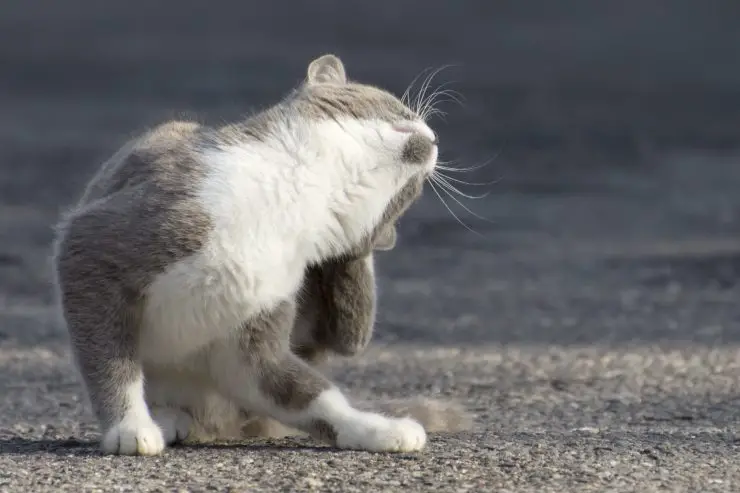 El gato tiene piojos