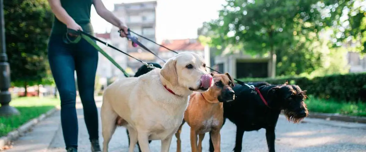 Cuidadores De Perros Cerca De Mi