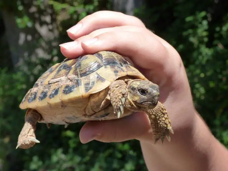 Tortuga en mano