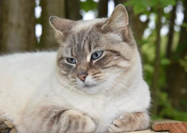gato blanco