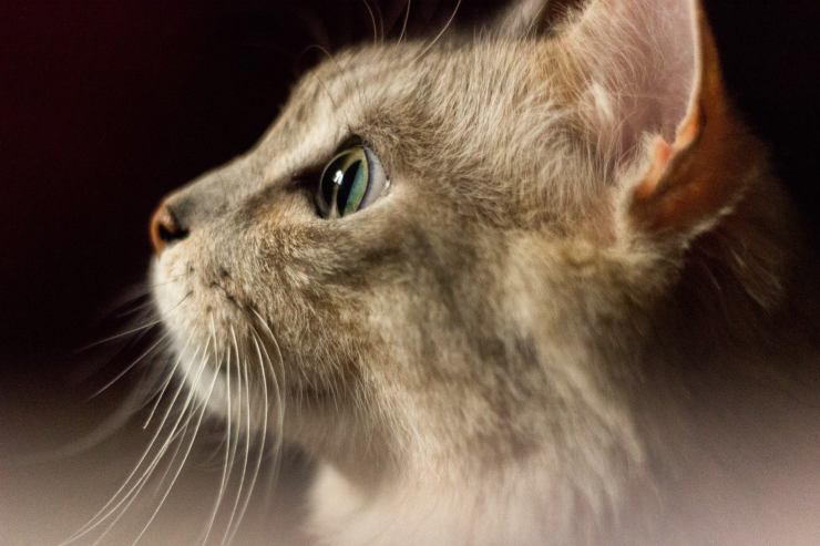 El lenguaje de las orejas del gato