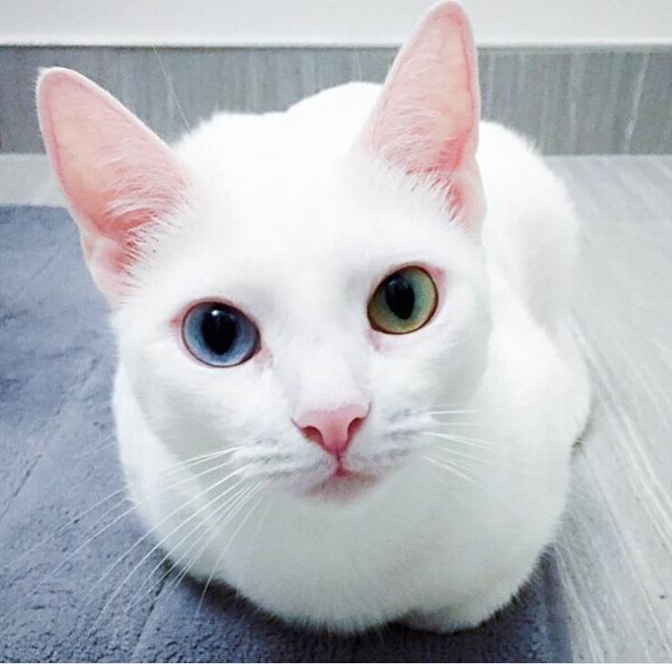 ojos de gato de diferente color