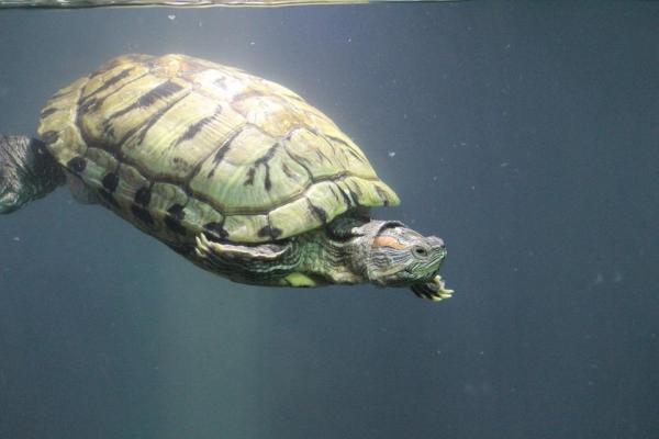 Enfermedades de las tortugas de agua y terrestres - Enfermedades comunes de las tortugas de agua y terrestres: Infecciones respiratorias