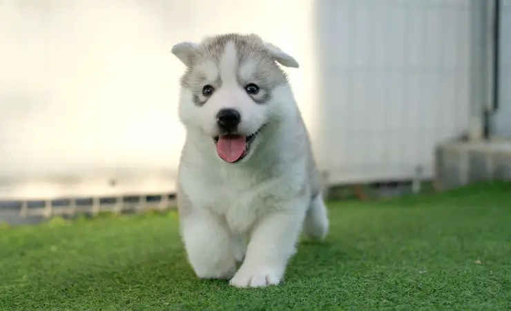 Cachorro husky corriendo (Foto Pixabay)