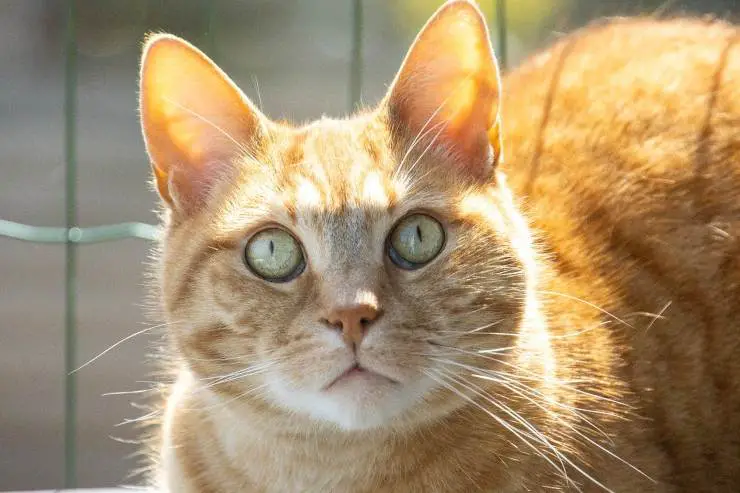 gato con ojos abiertos
