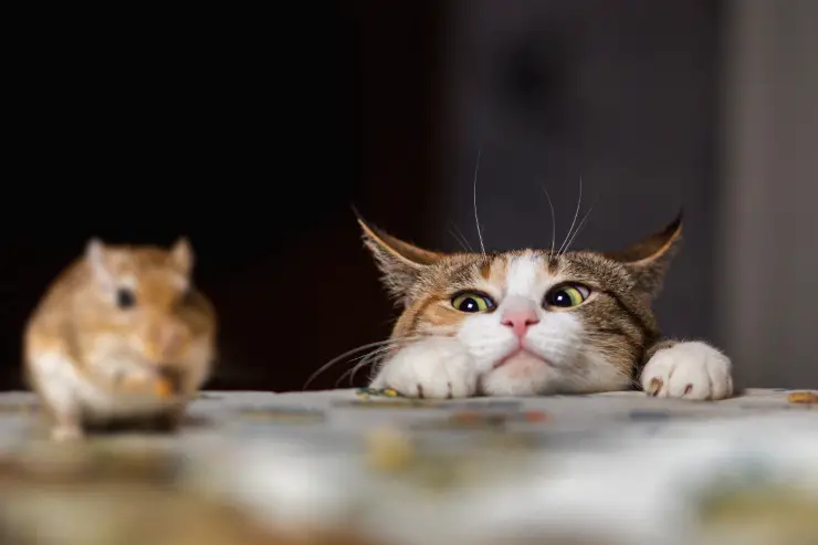 El gato se comió un ratón
