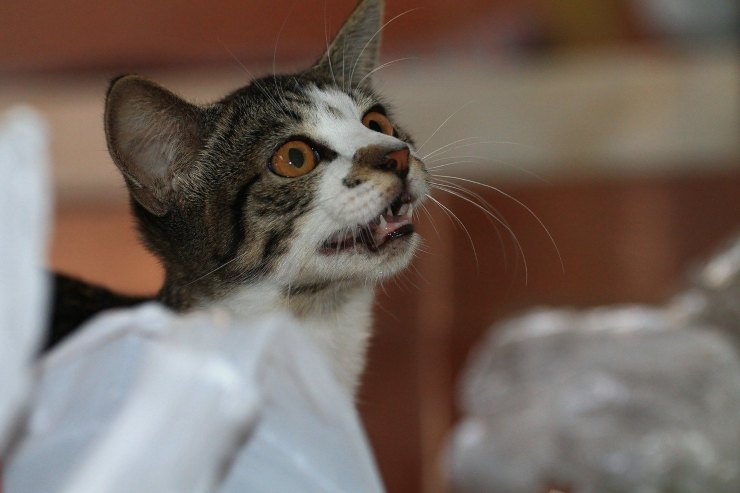 gatito
