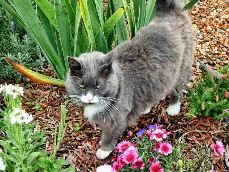 gatito entre las flores