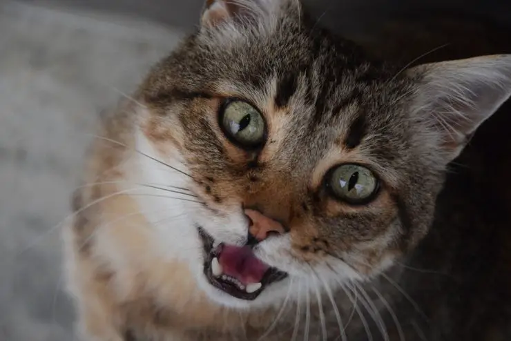 El gato no maúlla