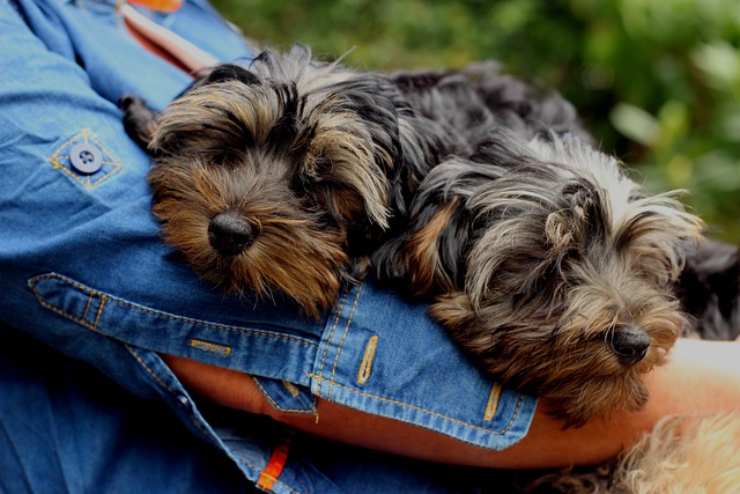 perros