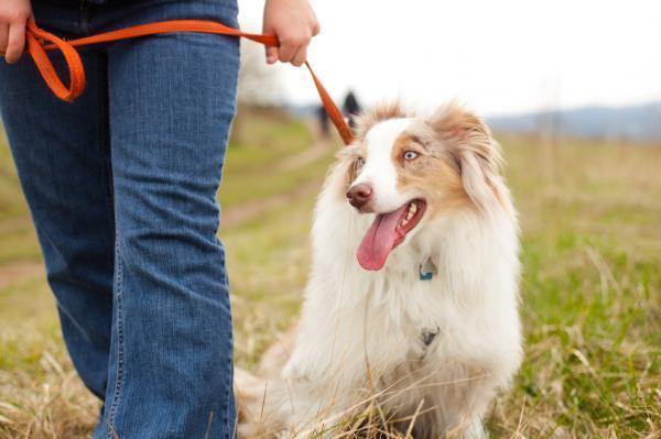 Digestión en perros: funcionamiento y duración - ¿Cuánto tiempo hay que esperar para sacar al perro a pasear después de comer?
